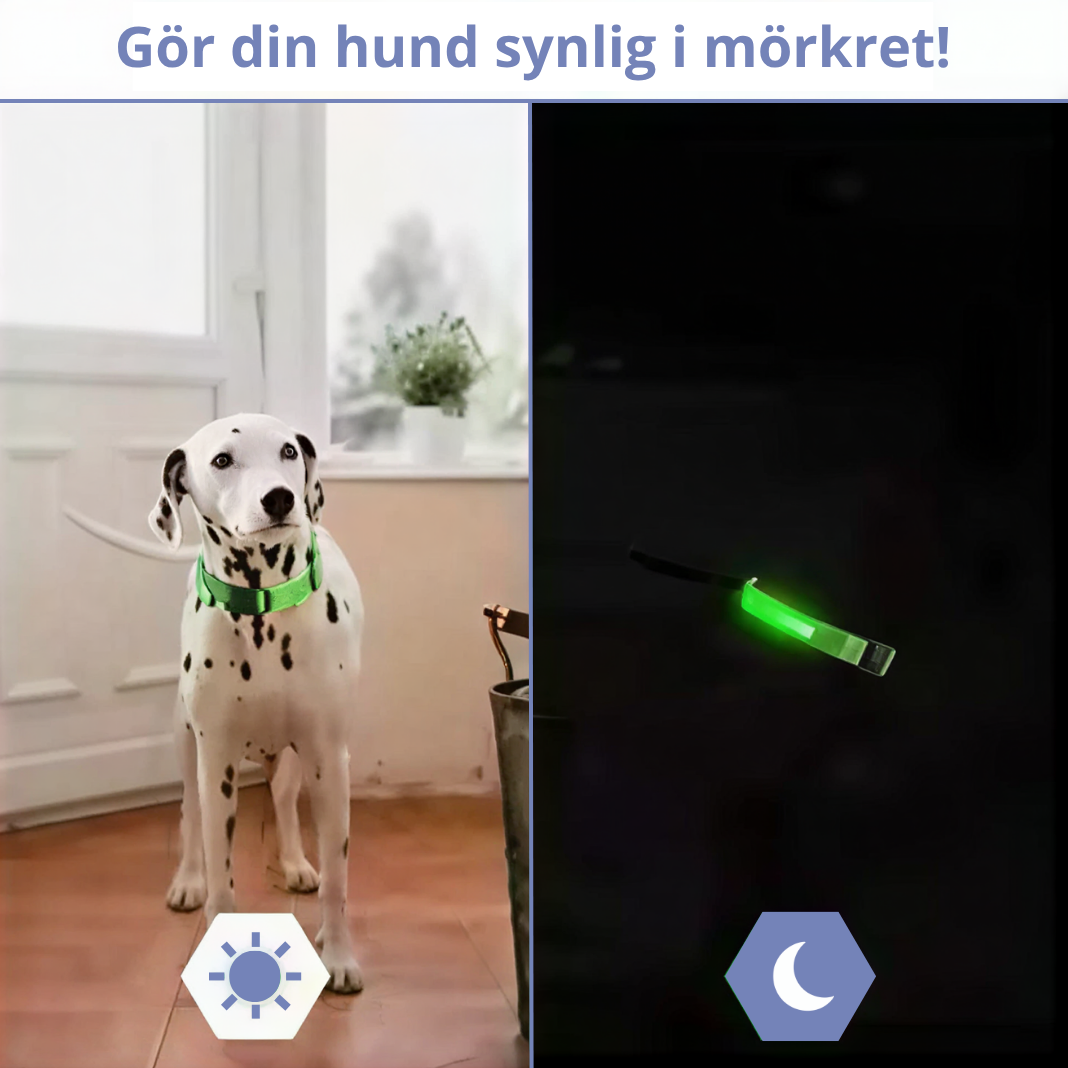 Beamie™ - LED Hund Halsband