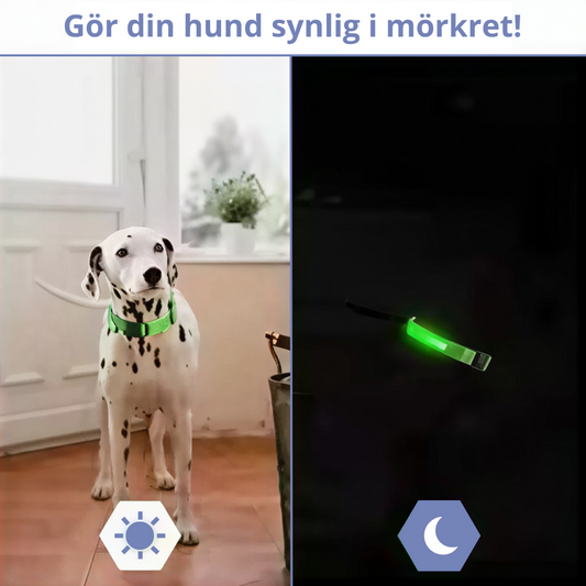 Beamie™ - LED Hund Halsband